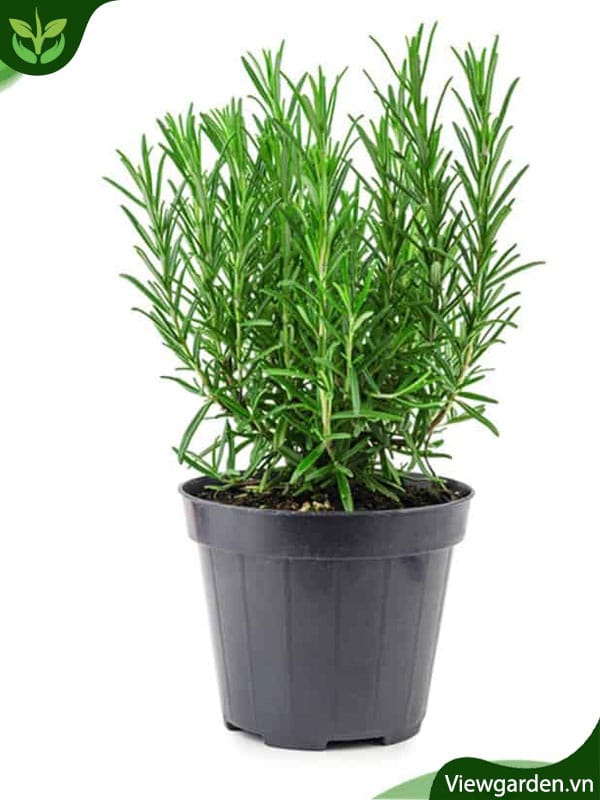 Cây hương thảo hay bài hương trong Thánh vịnh?