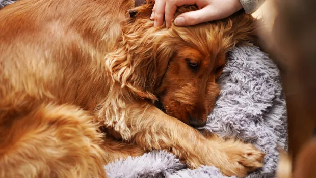 Góc nhìn Công giáo về việc trợ tử cho thú cưng